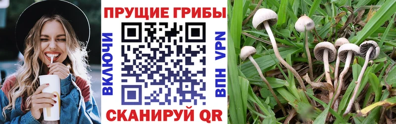 Псилоцибиновые грибы GOLDEN TEACHER  где найти наркотики  Кубинка 